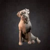 Miniature*Dog - Miniature Marvels: Airplane Models & Painted Dice